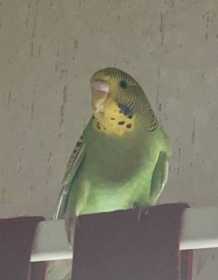 Lost Parakeet