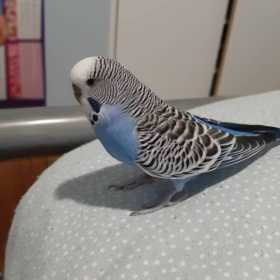 Lost Budgerigar