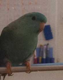 Lost Lineolated Parakeet