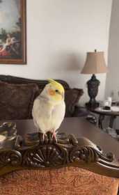 Lost Cockatiel