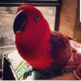 Lost Eclectus