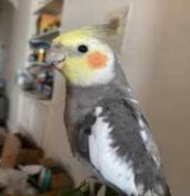 Lost Cockatiel