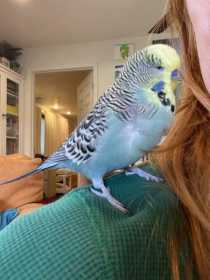 Lost Budgerigar