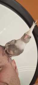 Lost Cockatiel