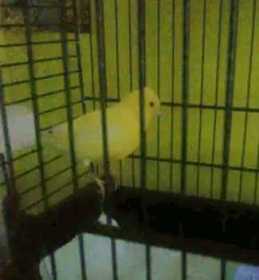 Lost Canary