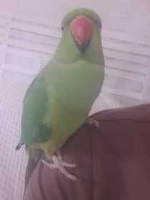 Lost Indian Ringneck Parakeet