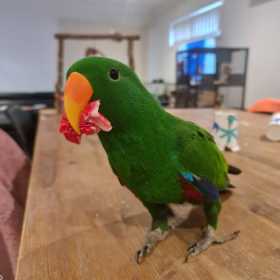 Lost Eclectus