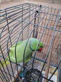 Lost Indian Ringneck Parakeet