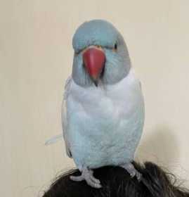 Lost Indian Ringneck Parakeet