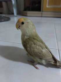 Lost Lovebird