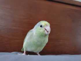 Lost Parrotlet