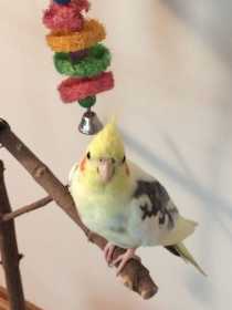 Lost Cockatiel