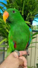 Lost Eclectus