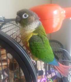 Lost Conure