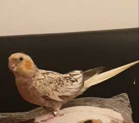 Lost Cockatiel