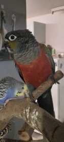 Lost Conure