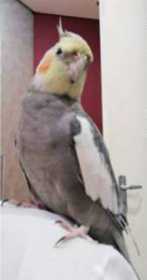 Lost Cockatiel