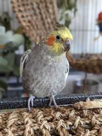 Lost Cockatiel