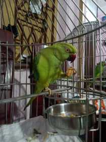 Lost African Ringneck Parakeet