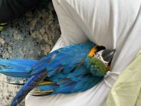 Lost Macaw