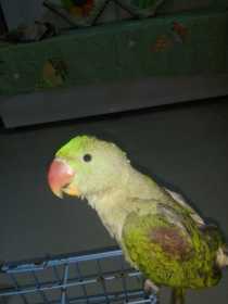Lost Alexandrine