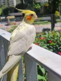 Lost Cockatiel