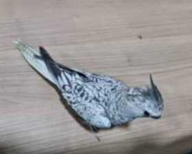 Lost Cockatiel