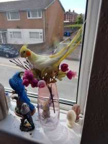 Lost Cockatiel