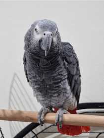 Lost African Grey