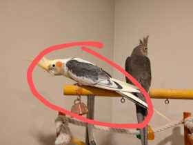 Lost Cockatiel