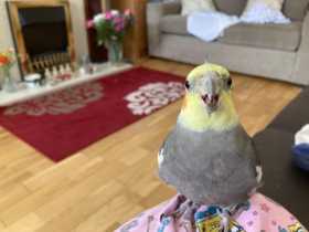 Lost Cockatiel