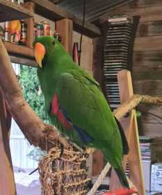 Lost Eclectus