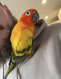 Lost Conure