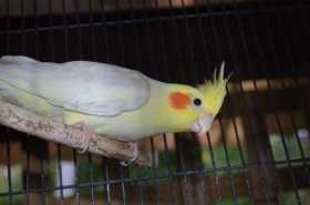 Lost Cockatiel