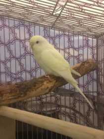 Lost Budgerigar