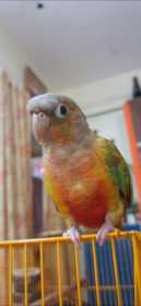 Lost Conure