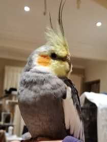 Lost Cockatiel