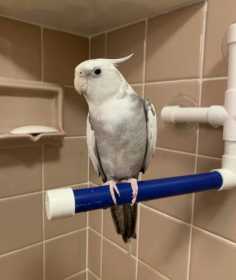 Lost Cockatiel