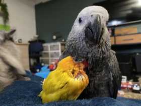 Lost African Grey