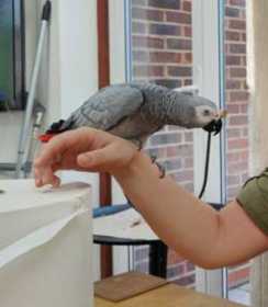 Lost African Grey