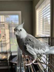 Lost Cockatiel