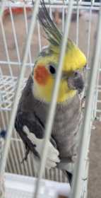 Lost Cockatiel