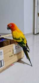 Lost Conure