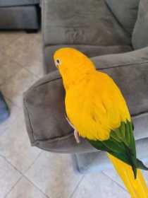 Lost Conure