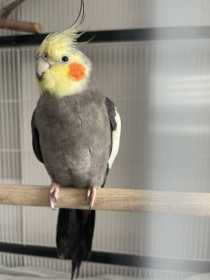 Lost Cockatiel