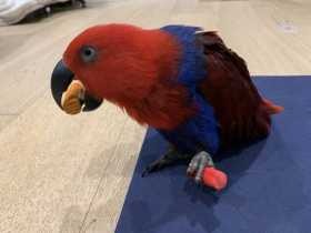 Lost Eclectus