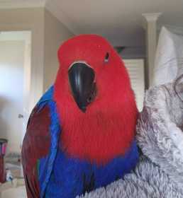 Lost Eclectus