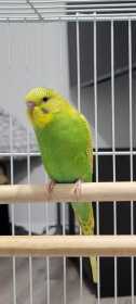 Lost Budgerigar