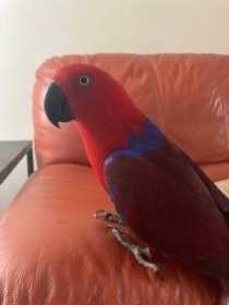 Lost Eclectus