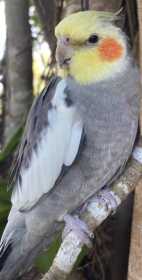 Lost Cockatiel